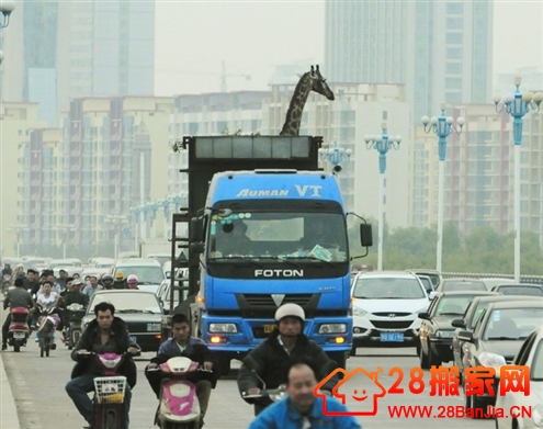 “个子大了”搬家好苦恼_搬家新闻_武汉28搬家网