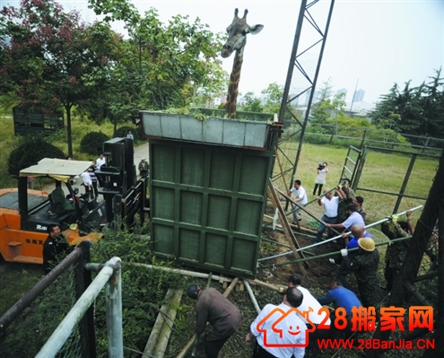 “个子大了”搬家好苦恼_搬家新闻_武汉28搬家网