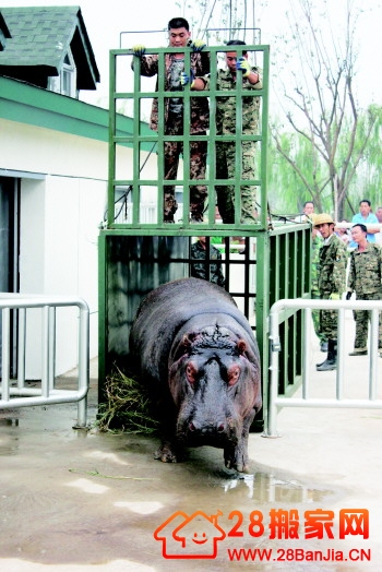 河马搬家脾气不小 四小时车轮战请“龙”入笼_搬家新闻_武汉28搬