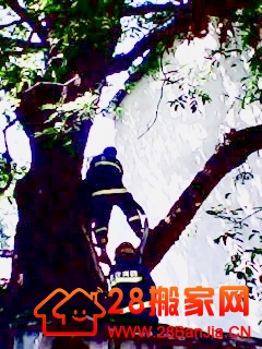 武汉200岁柳树因天气炎热自燃_搬家新闻_武汉28搬家网